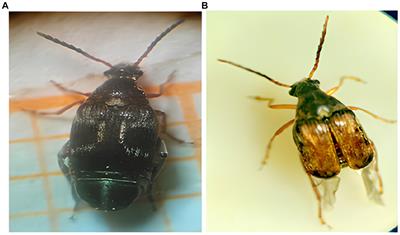 Biocidal activity of Ziziphora hispanica L and Satureja calamintha Scheele L essential oils against the Callosobruchus maculatus (Fabricius) pest on cowpea seeds during storage